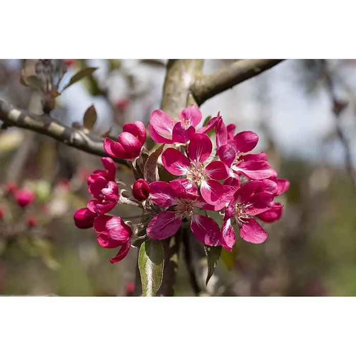 Pflanzen für dich Apfelbaum 80-100 cm -  - Gruppe leuchtend rosa Blüten mit weißen Akzenten, die an einem Zweig blühen und den Frühling ankündigen.