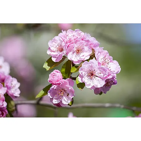 Pflanzen für dich  Apfelbaum 80-100
