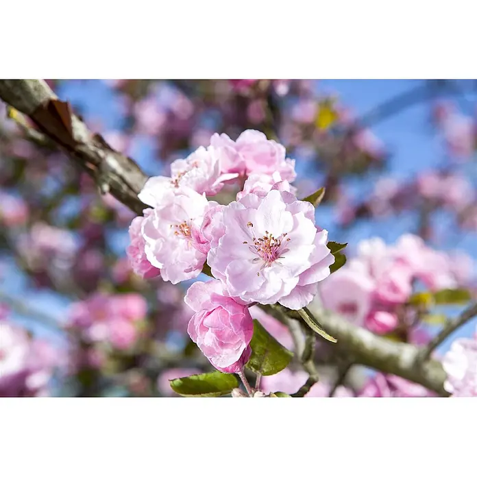 Pflanzen für dich Apfelbaum 80-100 -  - Zarte rosa Blüten blühen an einem Ast vor verschwommenem blauem Himmel.
