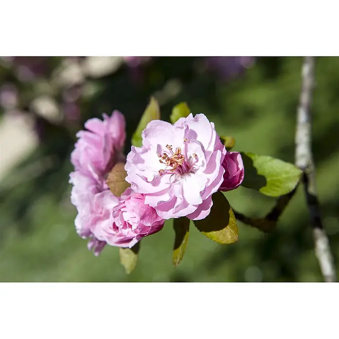 Pflanzen für dich Apfelbaum 80-100 -  - Rosa Blüten blühen an einem Ast mit grünen Blättern.
