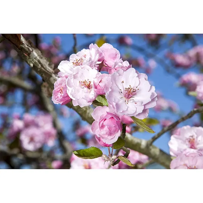 Pflanzen für dich Apfelbaum 80-100 -  - Rosa Blüten an einem Ast vor blauem Himmel.