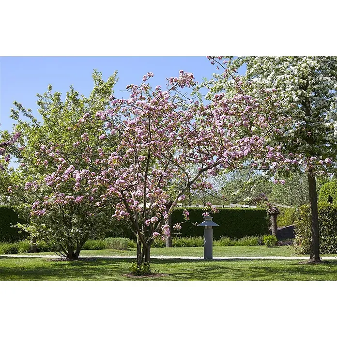 Pflanzen für dich Apfelbaum 80-100 -  - Eine graue Wegeleuchte steht auf einem Rasen neben einem Kiesweg, umgeben von blühenden Bäumen im Garten.