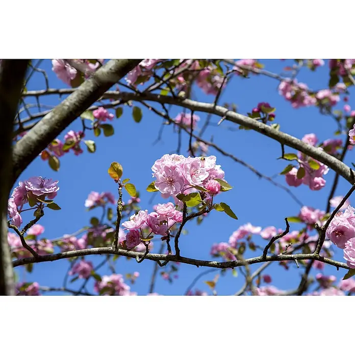 Pflanzen für dich Apfelbaum 80-100 -  - Rosa Blüten und grüne Blätter an Ästen vor einem klaren blauen Himmel.