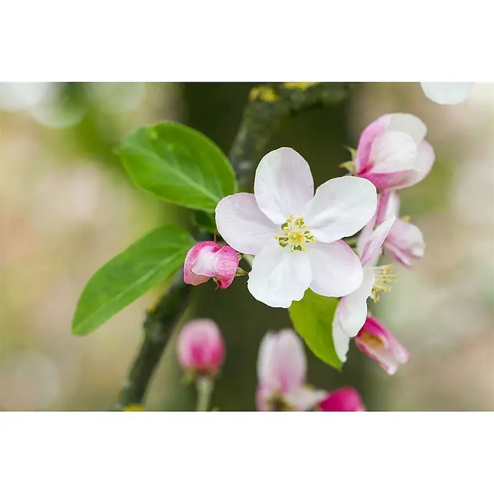 Pflanzen für dich Apfelbaum 80-100 cm -  - Nahaufnahme zarter rosa und weißer Apfelblüten an einem Ast mit grünen Blättern.