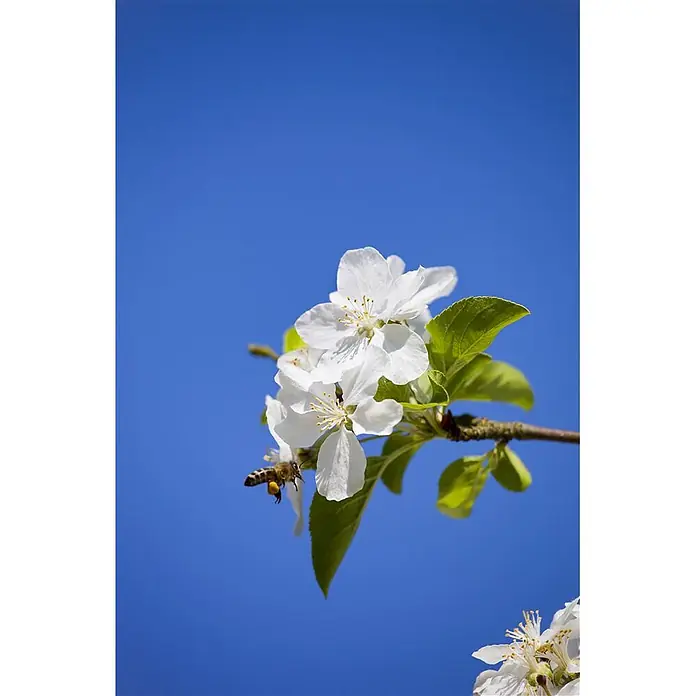 Pflanzen für dich Apfelbaum 80-100 cm -  - Eine Biene mit Pollenhöschen fliegt nahe weißen Apfelblüten an einem Ast vor blauem Himmel.