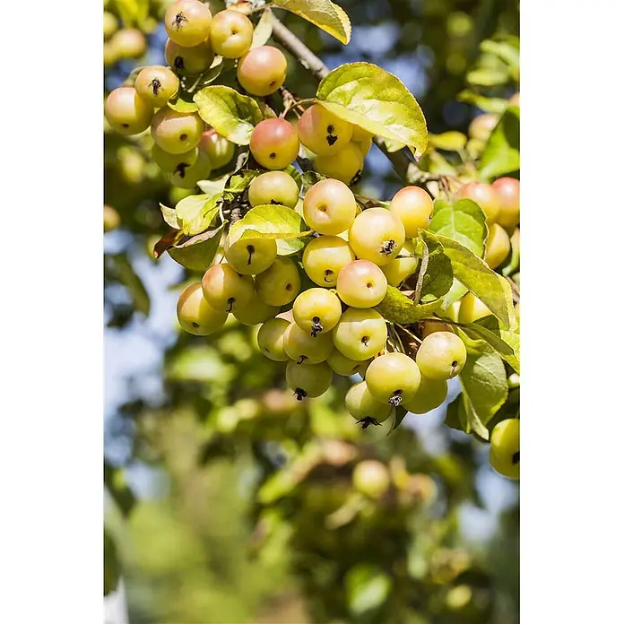 Pflanzen für dich Apfelbaum 80-100 cm -  - Kleine gelb-grüne Äpfel mit rotem Hauch hängen an einem belaubten Ast.