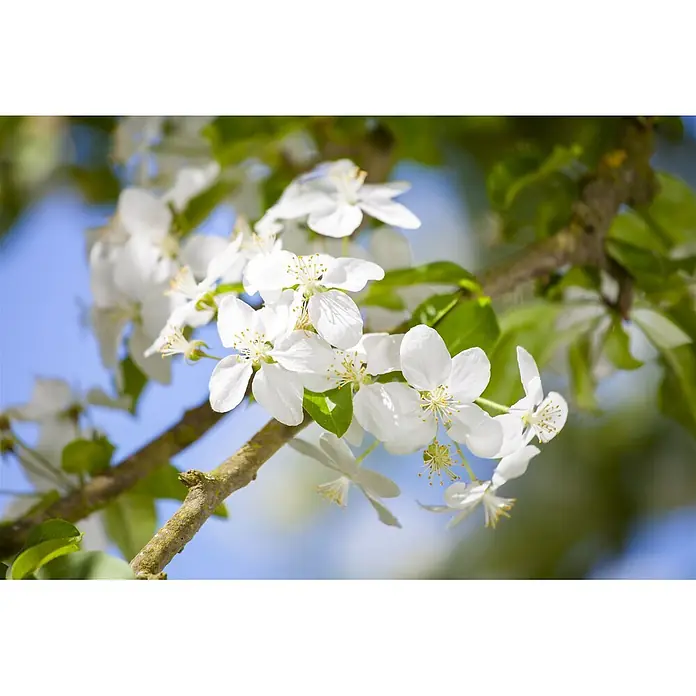 Pflanzen für dich Apfelbaum 80-100 cm -  - Nahaufnahme von weißen Blüten mit gelben Staubgefäßen an einem Ast, vor strahlend blauem Himmel und grünen Blättern.