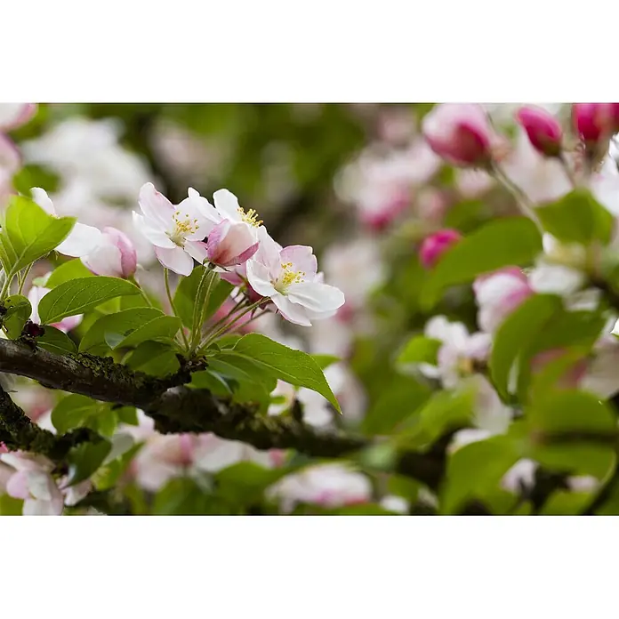 Pflanzen für dich Apfelbaum 80-100 cm -  - Zarte rosa-weiße Blüten mit gelben Staubblättern an einem moosigen Ast mit grünen Blättern, umgeben von verschwommenen Blüten.