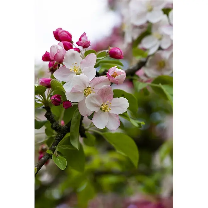 Pflanzen für dich Apfelbaum 80-100 cm -  - Nahaufnahme zarter rosa-weißer Blüten mit gelben Zentren an einem belaubten Ast.