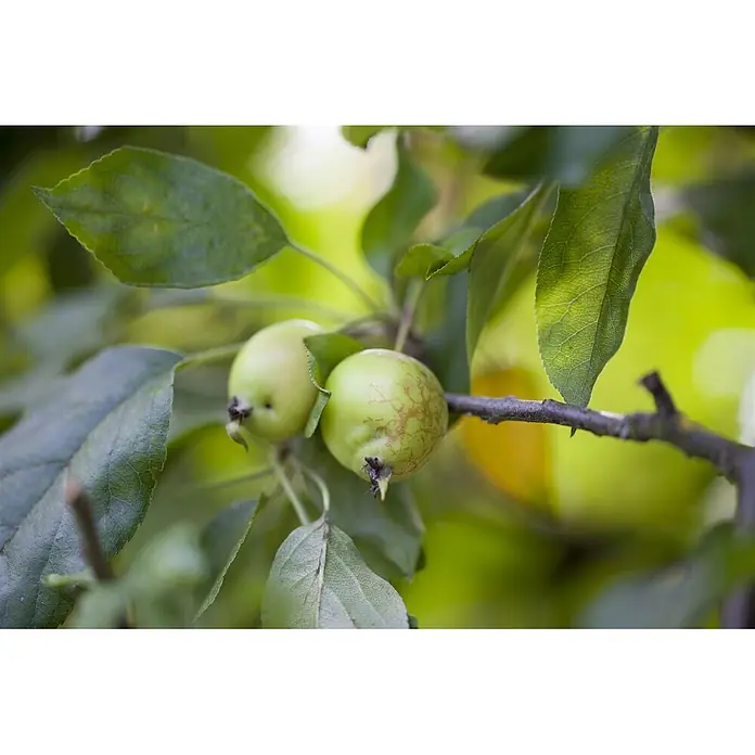 Pflanzen für dich Apfelbaum 60-100 cm -  - Zwei kleine, grüne Äpfel mit braunen Flecken hängen an einem Ast, umgeben von leuchtend grünen Blättern.