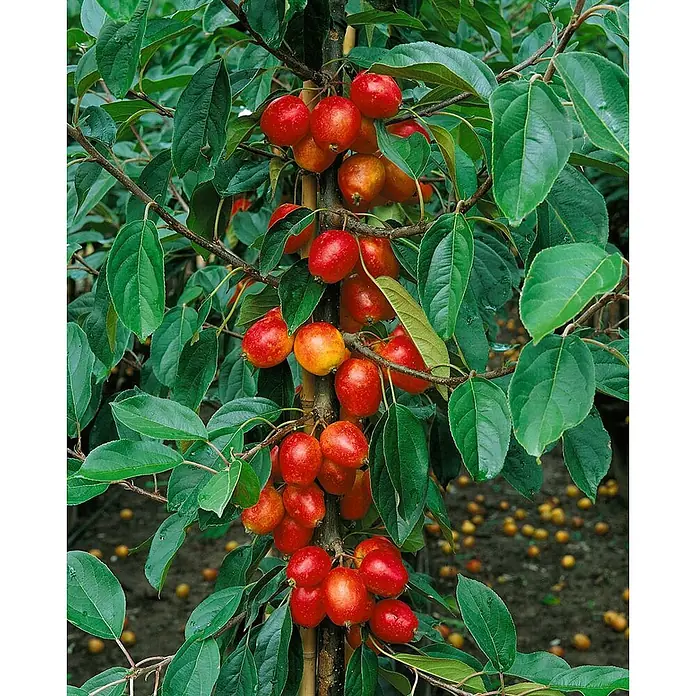 Pflanzen für dich Apfelbaum 60-100 cm -  - Säulenapfelbaum mit grünen Blättern und Trauben roter und oranger Früchte.