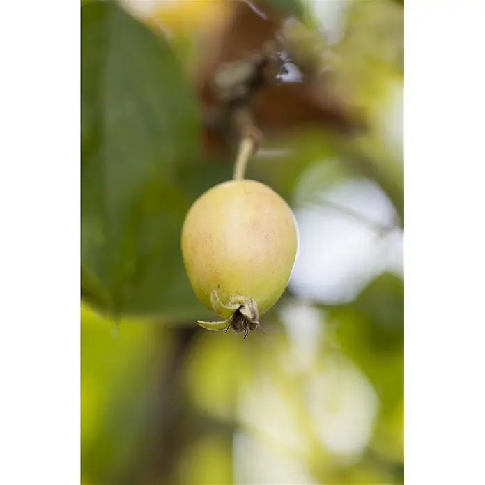 Pflanzen für dich Apfelbaum 60-100 cm -  - Kleine, unreife gelb-grüne Frucht hängt an einem Ast.