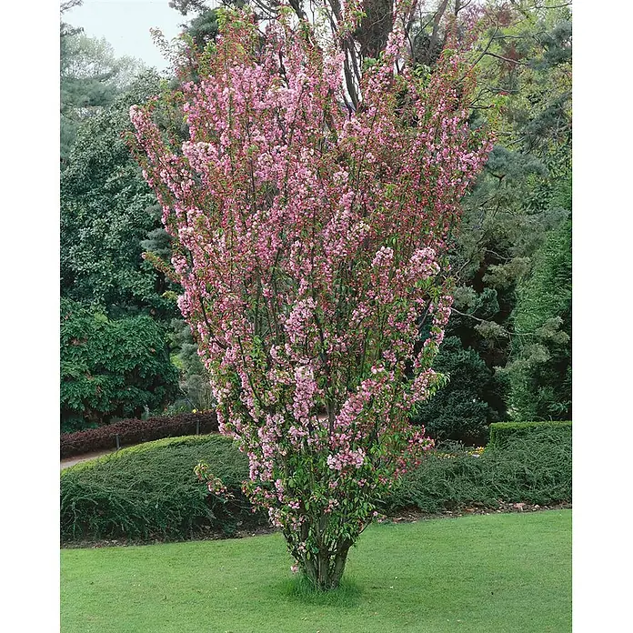 Pflanzen für dich Apfelbaum 60-100 cm -  - Hoher, schlanker Baum mit üppigen rosa Blüten auf einem Rasen im Garten.