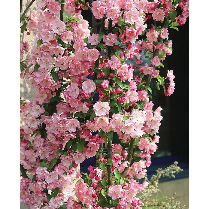 Pflanzen für dich Apfelbaum 60-100 cm -  - Leuchtend rosa Blüten blühen üppig an einer Kletterpflanze, mit einigen roten Knospen.