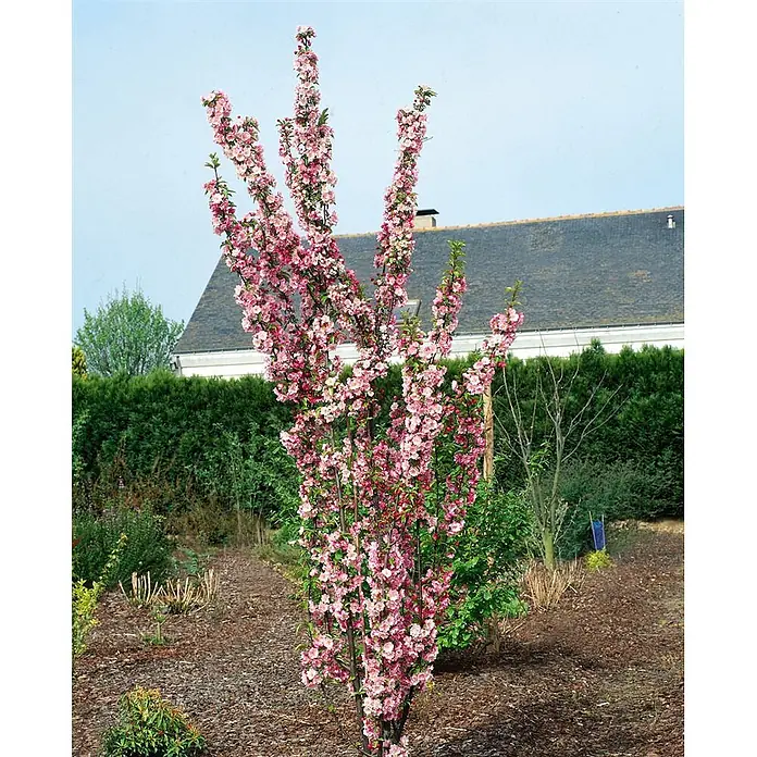 Pflanzen für dich Apfelbaum 60-100 cm -  - Säulenförmiger Blütenbaum in voller Blüte mit leuchtend rosa Blüten im Garten gepflanzt.