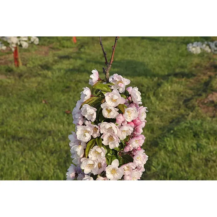 Pflanzen für dich Apfelbaum 60-100 cm -  - Ein kleiner säulenförmiger Blütenbaum mit zahlreichen hellrosa und weißen Blüten und grünen Blättern.