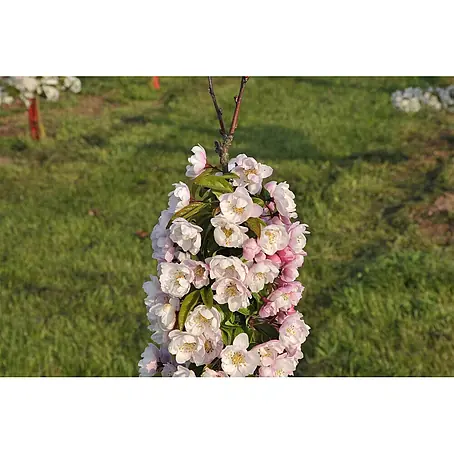 Pflanzen für dich  Apfelbaum 60-100 cm