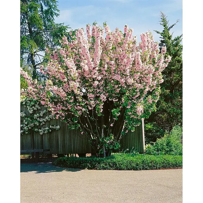 Pflanzen für dich Apfelbaum 60-100 cm -  - Großer Baum mit leuchtend rosa Blüten und grünen Blättern in einem Garten neben einem Holzzaun und gepflasterten Weg.