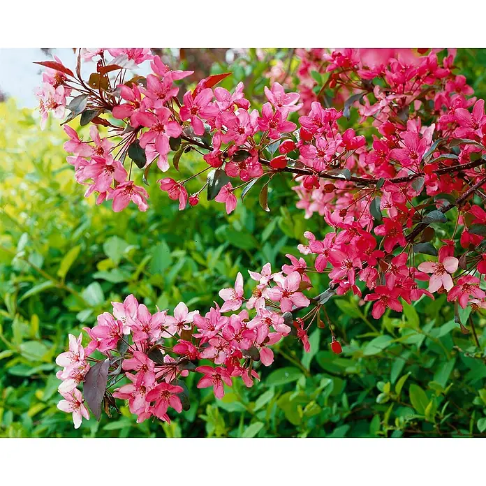 Pflanzen für dich Apfelbaum 60-100 cm -  - Lebhaft rosafarbene Blüten an einem blühenden Ast.