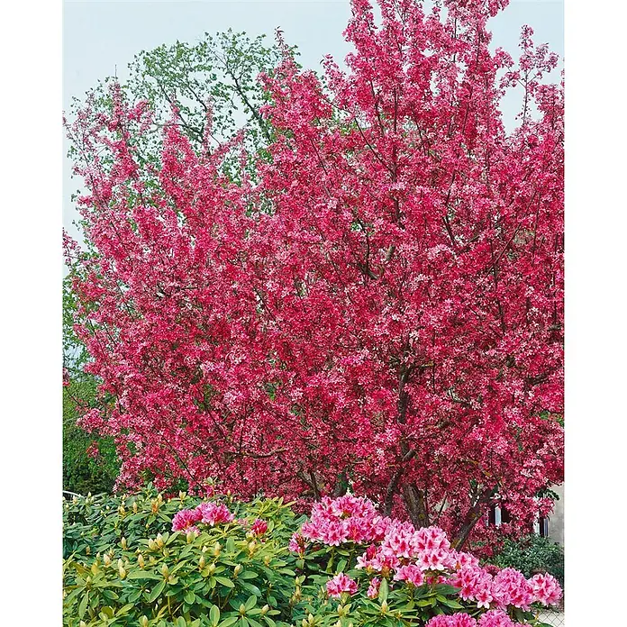 Pflanzen für dich Apfelbaum 60-100 cm -  - Leuchtend pink blühender Baum in voller Blüte, mit pinken Rhododendronbüschen im Vordergrund.