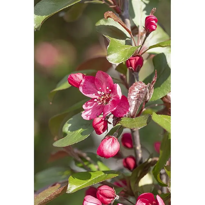 Pflanzen für dich Apfelbaum 60-100 cm -  - Leuchtend pinke Blüten und Knospen mit grünen Blättern an einem Ast, mit auffälligen weißen Staubblättern.