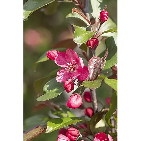 Pflanzen für dich  Apfelbaum 100-125 cm
