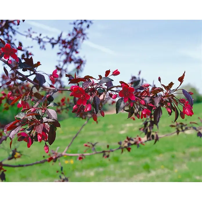 Pflanzen für dich Apfelbaum 60-100 cm -  - Blühender Zweig mit leuchtend roten Blüten und dunklen, rot-violetten Blättern.