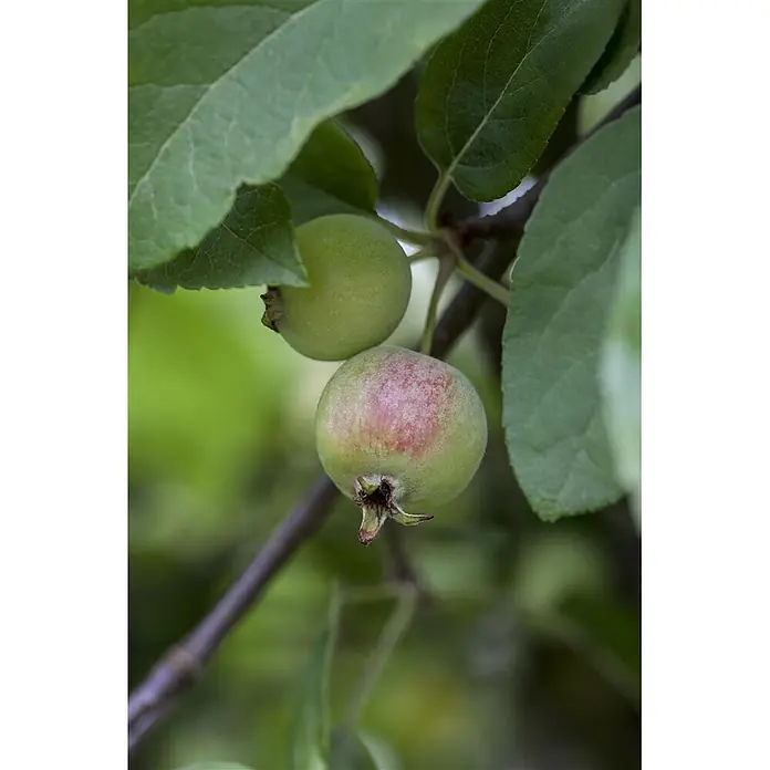 Pflanzen für dich Apfelbaum 60-100 cm -  - Zwei unreife grüne Äpfel hängen an einem Ast, einer mit einem leichten Rotstich.
