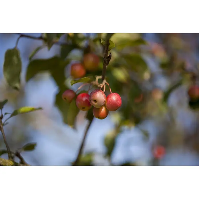 Pflanzen für dich Apfelbaum 60-100 cm -  - Rote und rosa Zieräpfel hängen an einem Ast, umgeben von verschwommenen grünen Blättern und blauem Himmel.