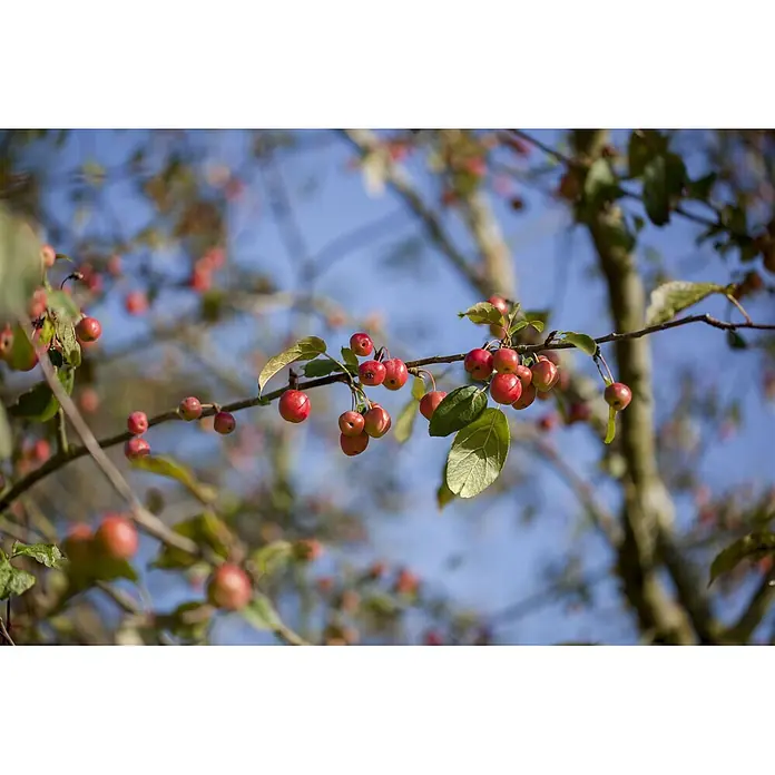 Pflanzen für dich Apfelbaum 60-100 cm -  - Kleine rote Beeren an Ästen eines Baumes vor blauem Himmel, teilweise scharf, teilweise unscharf.