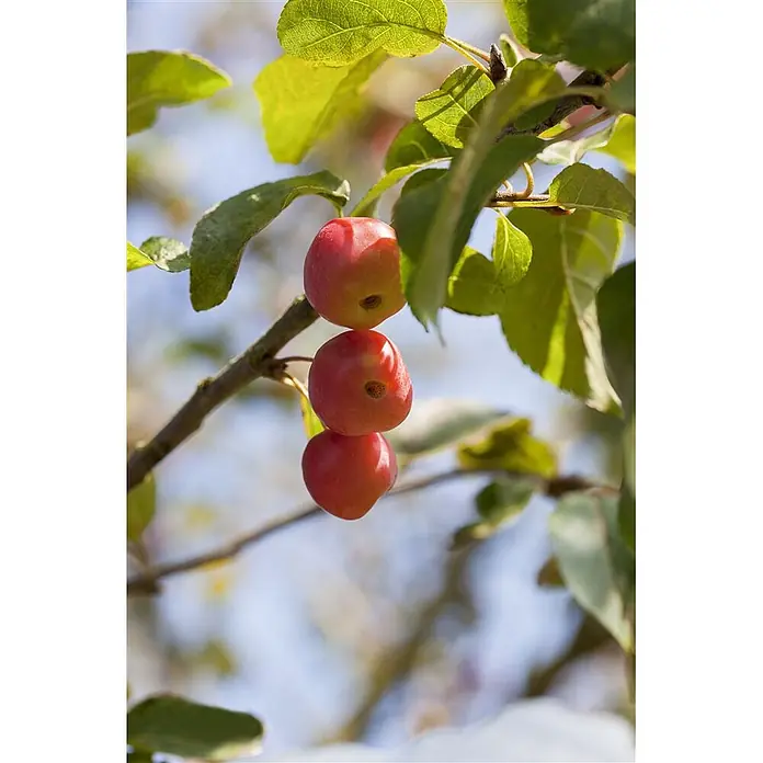 Pflanzen für dich Apfelbaum 60-100 cm -  - Drei kleine rote Zieräpfel hängen an einem Ast mit grünen Blättern.