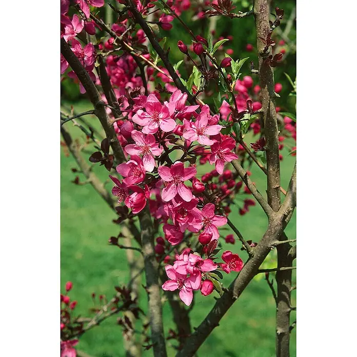 Pflanzen für dich Apfelbaum 80-100 cm -  - Leuchtend rosa Blüten an einem Zweig eines blühenden Baumes.