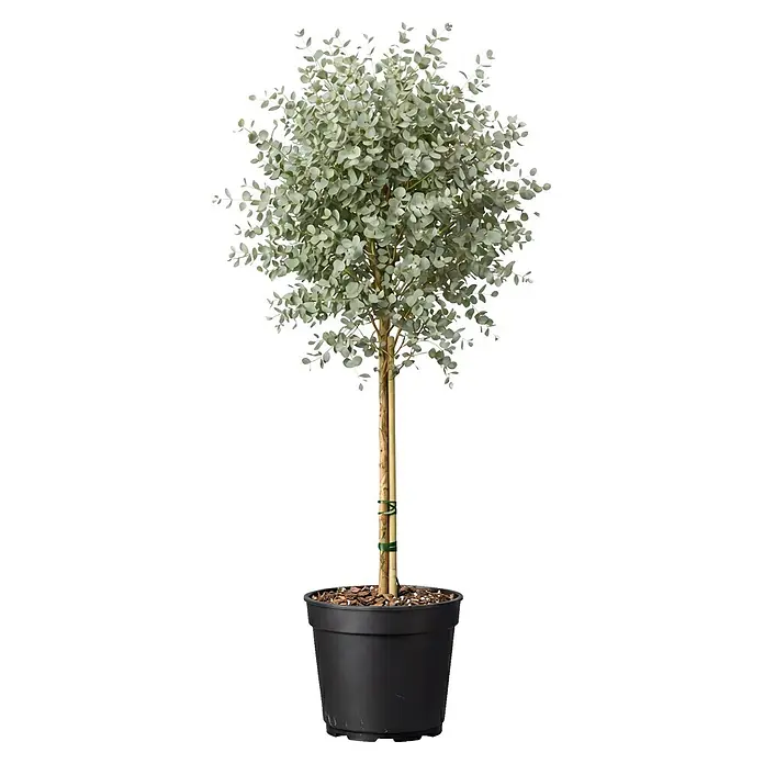 Piardino Eukalyptus Azura - Eucalyptus gunni 'Azura', Topfvolumen: 15 l - Topfbaum mit hellgrünen Blättern in einem schwarzen Topf, mit Bambusstäben gestützt.