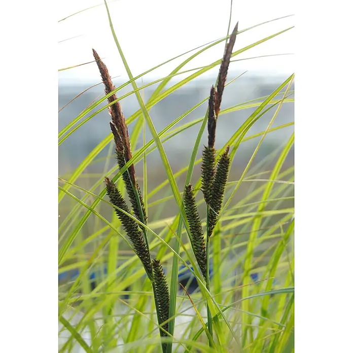Piardino Segge -  - Nahaufnahme einer Seggen-ähnlichen Pflanze mit langen grünen Blättern und aufrechten Stängeln mit stacheligen, länglichen braun-grünen Samenständen.