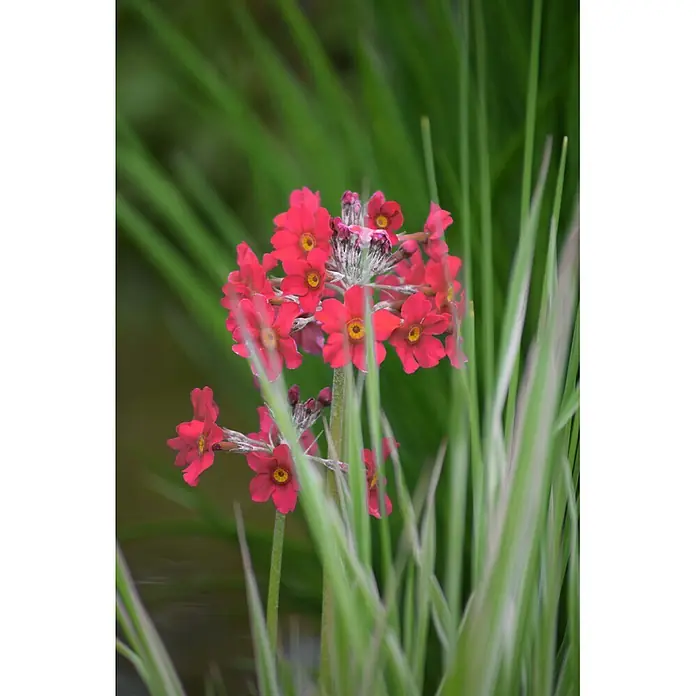 Piardino Japan-Primel - Primula japonica, Topfgröße: 9 cm - Leuchtend rote Schlüsselblumen mit gelben Zentren blühen in einem Cluster.