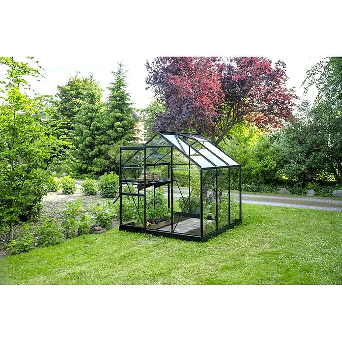 Halls Gewächshaus Popular 66 - Außenmaß inkl. Dachüberstand (B x T): 193 x 195 cm, Einscheibensicherheitsglas, 3 mm, Schwarz - Schwarzes Gewächshaus aus Glas im Garten, bepflanzt, mit Seitenablage.