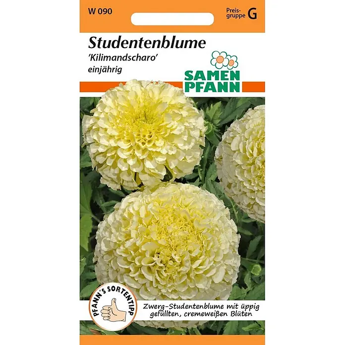 Samen Pfann Saatgut Tagetes, Kilimandscharo - Tagetes erecta, 1,6 g - Samenpackung für cremeweiße Studentenblumen der Sorte 'Kilimandscharo', eine einjährige Zwerg-Varietät.