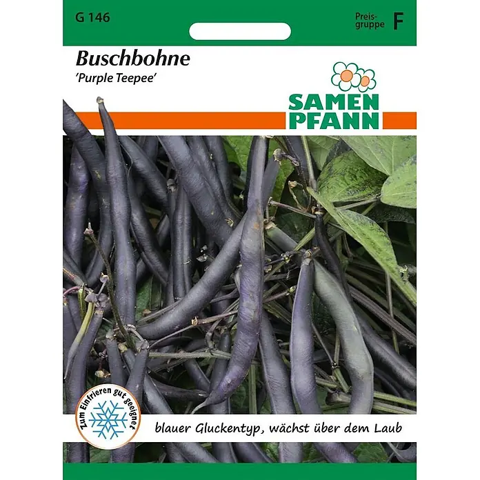 Samen Pfann Saatgut Buschbohne, Purple Teepee - Phaseolus vulgaris, 6,2 g - Samenpackung für Buschbohnen 'Purple Teepee' mit dunkelvioletten Schoten und grünen Blättern. Zum Einfrieren geeignet.