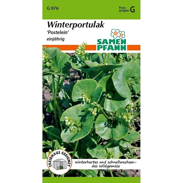 Samen Pfann Saatgut Winterportulak - Claytonia perfoliata, 1,6 g - Samenpackung für Winterportulak mit Bild der grünen Pflanze.