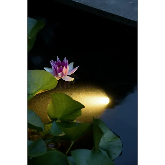 Ubbink Unterwasserspot - Geeignet für: Unterwasserbereich - Nahaufnahme einer Seerose mit grünen Blättern und einem Lichtstrahl, der die Schönheit der Pflanze hervorhebt.