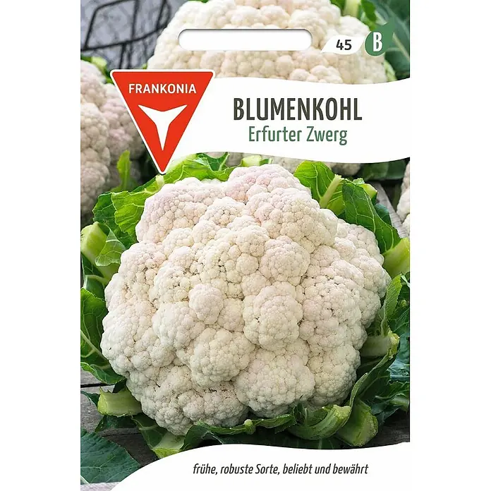 Frankonia Samen Saatgut Blumenkohl, Erfurter Zwerg - Brassica oleracea, 1,53 g - Frankonia 'Erfurter Zwerg' Blumenkohl-Samenpaket, das einen großen, robusten weißen Blumenkohlkopf und grüne Blätter zeigt.