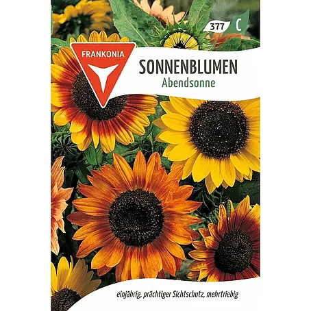 Frankonia Samen  Saatgut Sonnenblume, Abendsonne
