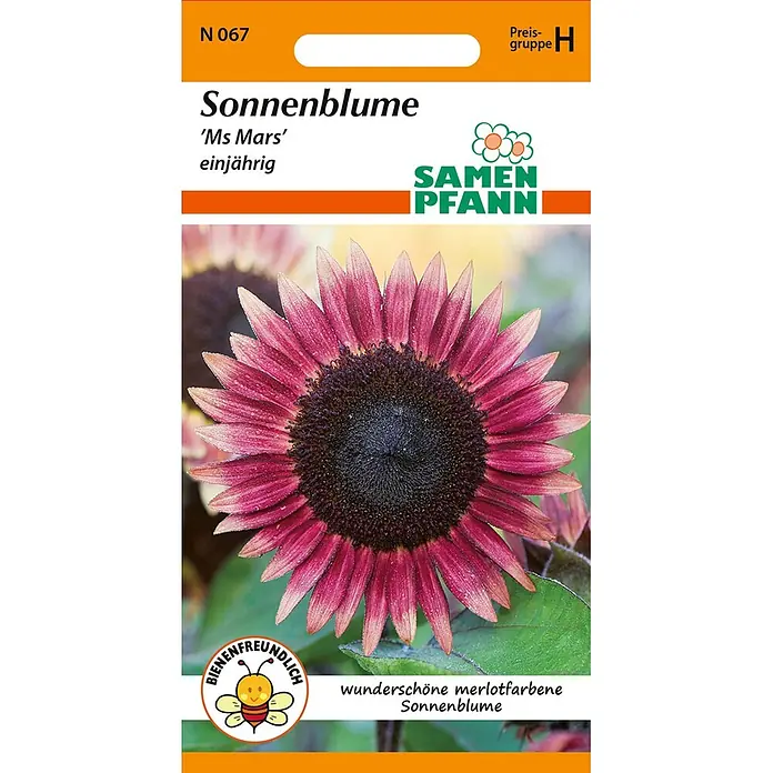 Samen Pfann Saatgut Sonnenblume, Ms Mars - Helianthus annuus - Samen Pfann Sonnenblumen-Samen 'Ms Mars', einjährig. Merlotfarbene, bienenfreundliche Blüte.
