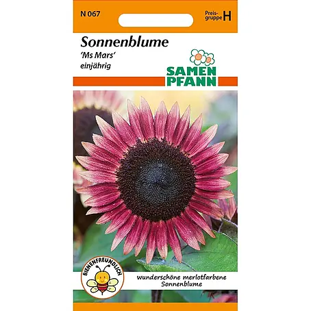 Samen Pfann  Saatgut Sonnenblume, Ms Mars
