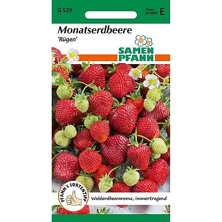 Samen Pfann  Saatgut Monatserdbeere, Rügen (Walderdbeere)