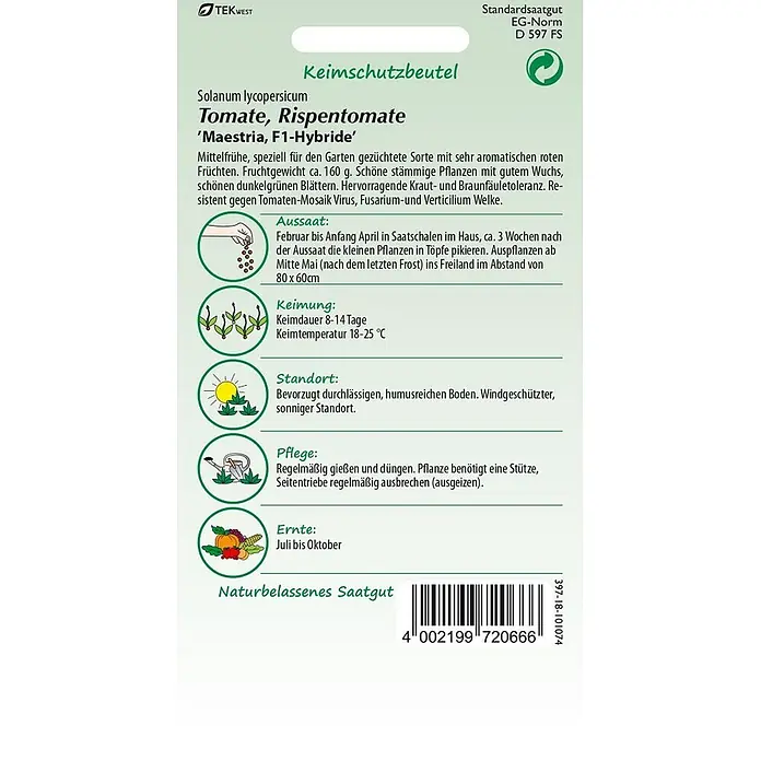 Samen Pfann Saatgut Tomate, Maestria F1 (Bester Geschmack) - Solanum lycopersicum, 1,6 g - Saatgutpackung für 'Maestria, F1-Hybride' Rispentomate, mit Anbauinformationen und Illustrationen.