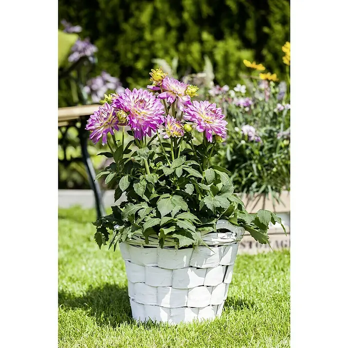 Piardino Dahlie - Dahlia, Topfgröße: 19 cm - Dahlien in einem weißen Korb, arrangiert auf einer Wiese, die die Schönheit der Natur und die Eleganz des Gartens vereint.