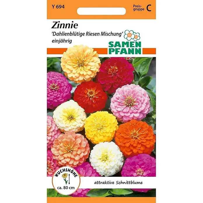 Samen Pfann Saatgut Zinnie, Dahlienblütige Riesen Mischung - Zinnia elegans, 1,6 g - Zinnie Samenpackung mit bunter Mischung dahlienblütiger Riesen-Zinnien, als einjährige, ca. 80 cm hohe Schnittblume beworben.