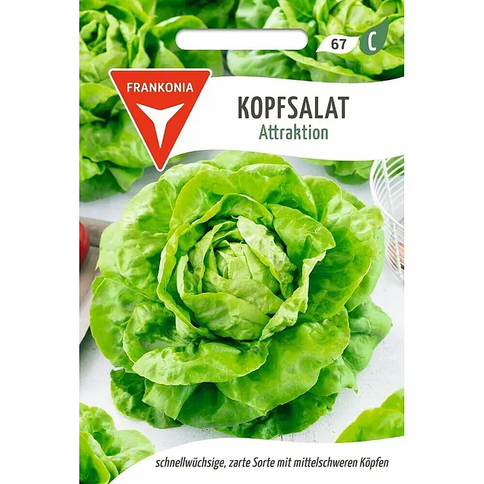 Frankonia Samen Saatgut Kopfsalat, Attraktion - Lactuca sativa, 1,48 g - Samenpäckchen für 'Kopfsalat Attraktion' (Kopfsalat), mit einem großen, leuchtend grünen Salatkopf.