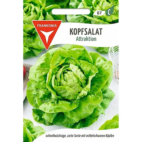 Frankonia Samen  Saatgut Kopfsalat, Attraktion